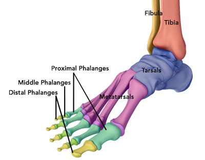 Ankle Anatom