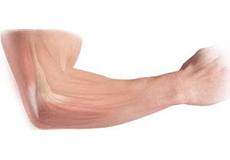 Elbow Anatomy